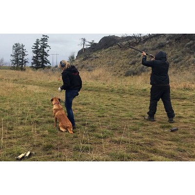 Gun Dog Training © Someday Retrievers
